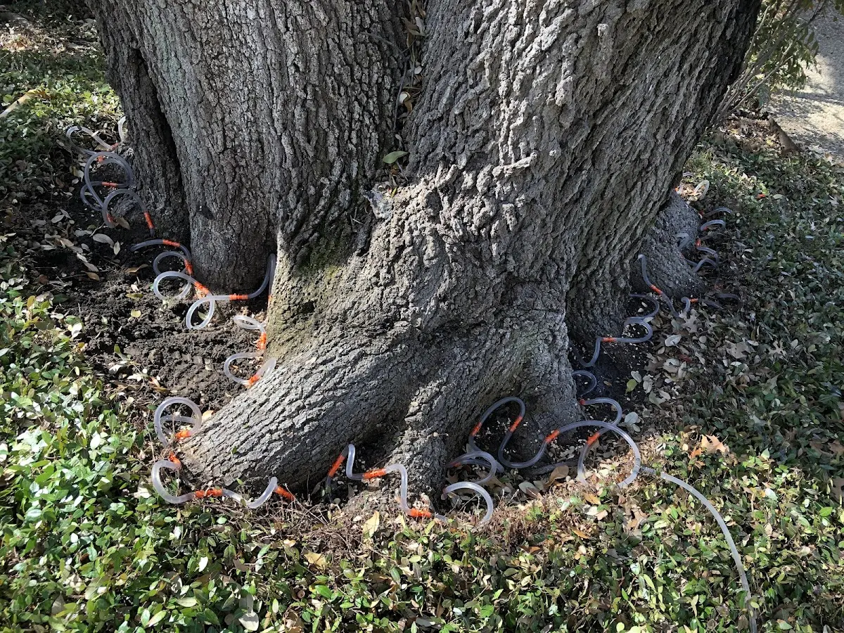 Detailed Tree Cabling and Bracing job site in Alleman