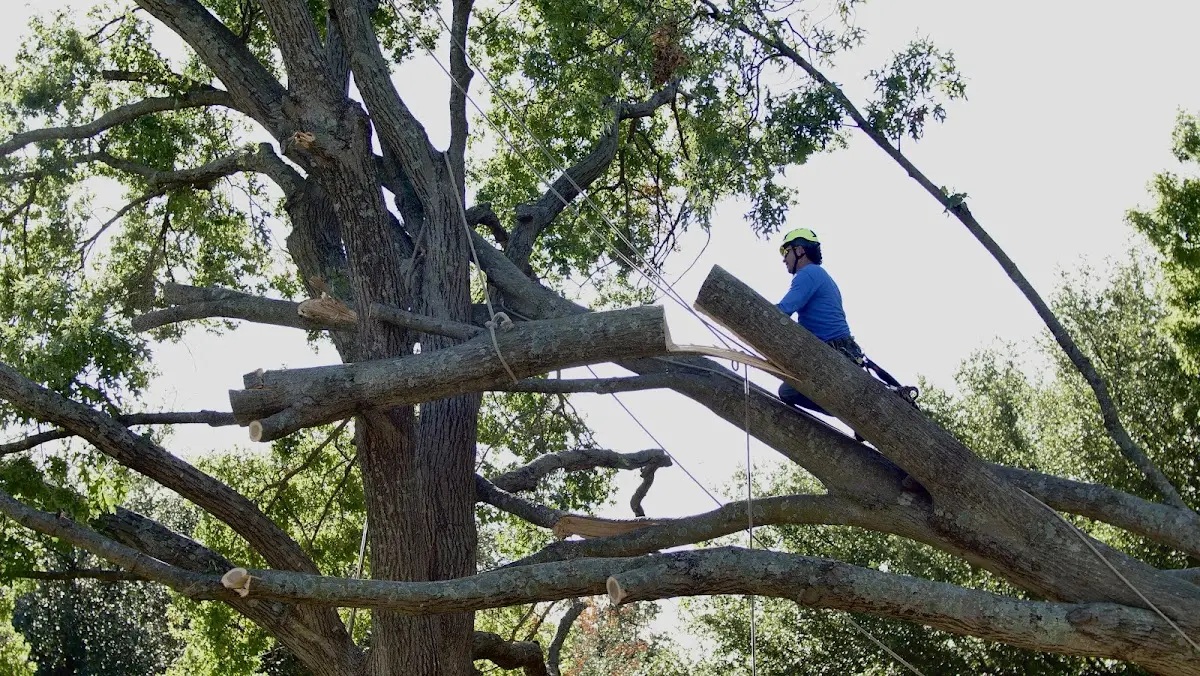 Professional Crown Thinning performed by certified arborists in Alleman