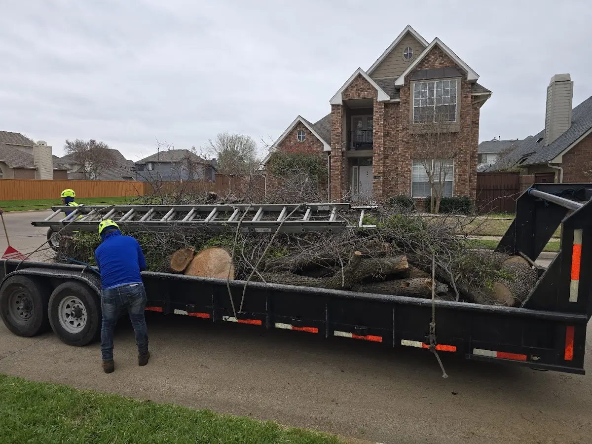 Expert Tree Removal with proper safety equipment in Alleman